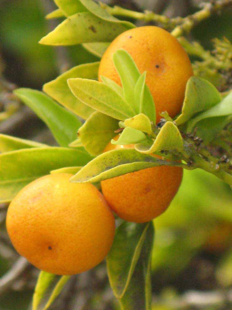              Fruit of  Citrus reticulata  x    Fortunella  sp.        (Calamondin, Riverside, CA)       